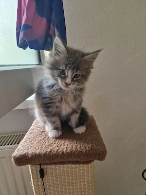 3 reinrassige Main Coon kitten 
