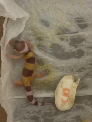 Leopardgecko