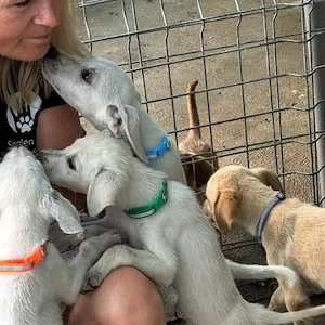 Maira im Wachstum Zartes Hundemädchen Bild 3