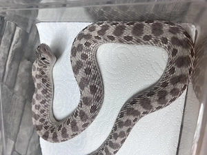 Hakennasennattern Adult 1.0 Superarctic Conda 0.1 Het Sable ph albino