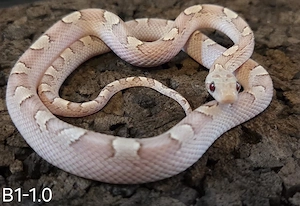 Ghostblood Pied High White
