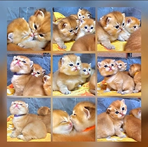bkh  blh kitten zuckersüß suchen ein Zuhause 