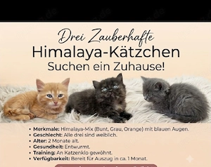 Drei Zauberhafte Himalaya-Kätzchen Suchen ein Zuhause
