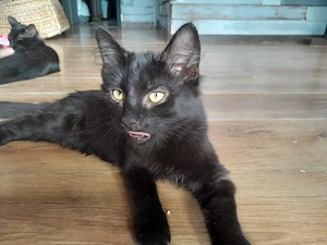 Maine Coon Norweger schwarz 2 Katerchen Kitten