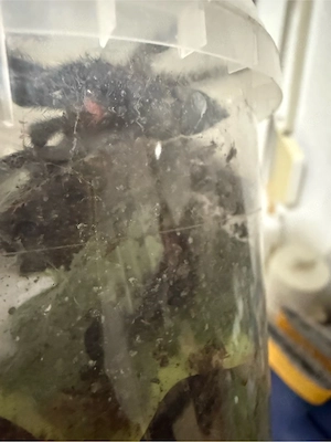 Psalmopoeus irminia