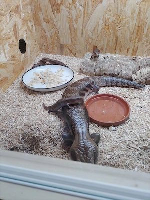 1.1 Tiliqua scincoides intermedia