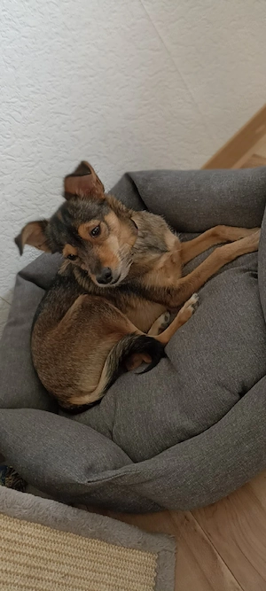 Kleine Prinzessin sucht großes Herz 