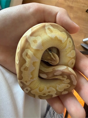 1.0 Königsphyton männchen 26