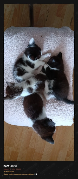 Katzenkiddies jetzt ca 5-6 Wochen alt 