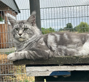 Maine Coon Kater mit Stammbaum