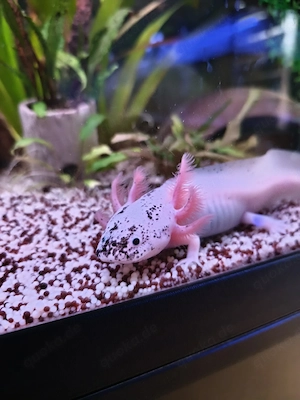 Axolotl Harlekine  Bild 3
