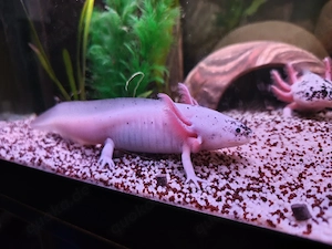 Axolotl Harlekine 