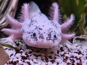 Axolotl Harlekine  Bild 2