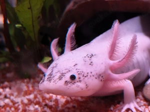 Axolotl Harlekine  Bild 4