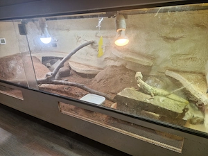 Zwergbartagamen pärchen abzugeben komplettmit 2 Terrarien