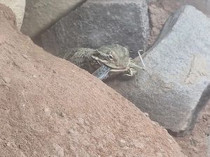 Zwergbartagamen pärchen abzugeben komplettmit 2 Terrarien Bild 4