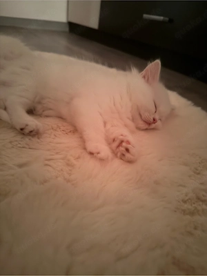 Britisch Langhaar Kitten sucht liebevolles Zuhause 
