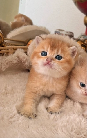 BKH BLH britisch Kurzhaar einzige junge noch frei Black golden tabby ticked ny 25 vom züchter