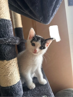 BKH-Mix Kitten suchen ihr Für immer Zuhause