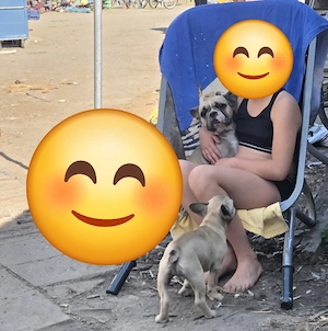 Zwei hunde ab zu geben 