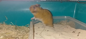 Hamster7 Monate alt nur Abholung möglich 