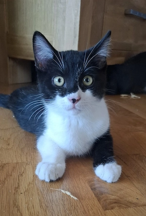 Britisch kurzhaar mix Kitten 