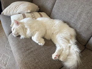 deckkater 