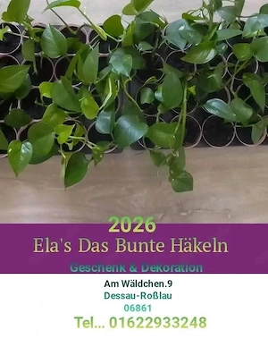Zimmer Pflanzen Dekoration & Geschenk Ideen  Bild 4