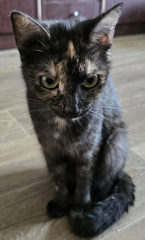 Nala 1 Jahr alt sucht neues Zuhause 