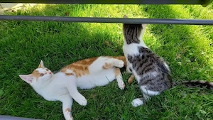 Liebe Kätzchen, Kitten ab sofort abzugeben