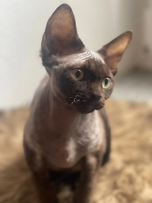 Devon Rex katzen Babys schoko