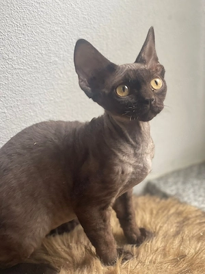 Devon Rex katzen Babys schoko