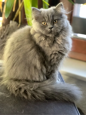 BKH- Türkisch Van Kitten