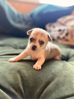 chihuahua welpe 