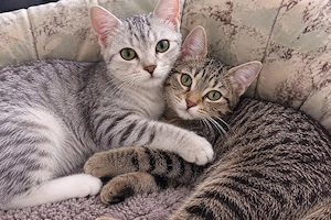    Zwei liebe Kitten suchen ein schönes Zuhause   