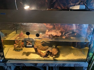 Mexikanische Schmickschildkröten 