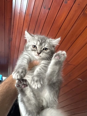 Katzenbaby