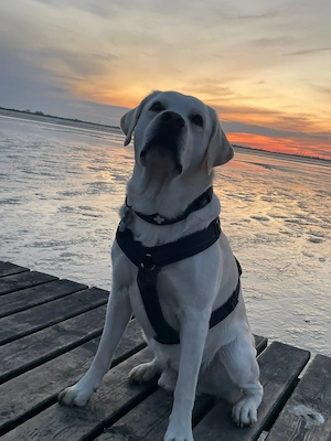 Weißer Labrador Rüde sucht passende Hündin