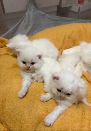 perser birma kitten 