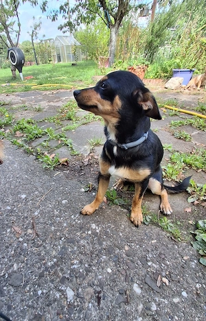 Chihuahua welpe 8 monate