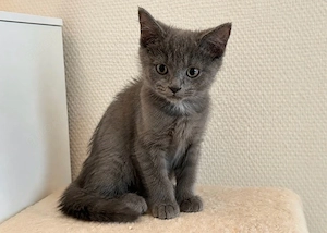 Zwei süße BKH-Kater (10 Wochen) suchen ein liebevolles Zuhause