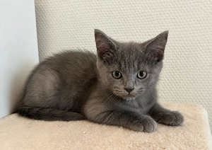 Zwei süße BKH-Kater (10 Wochen) suchen ein liebevolles Zuhause