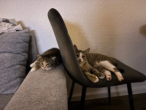 Katze Maya 