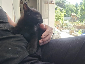 3 katzen babys abzugeben 