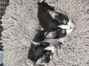 1 kleines  Katerchen  abzugeben 
