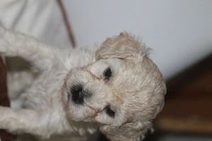 Cockapoo Welpen Auszug ab 29.Sept. EU-Ausweis Toypudel Zwergpudel Havapoo Maltipoo