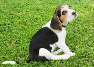 Familie sucht Beagle Welpen