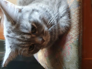 Britische kurzhaar Kater 