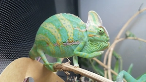 Jemenchamäleons Chamaeleo calyptratus 
