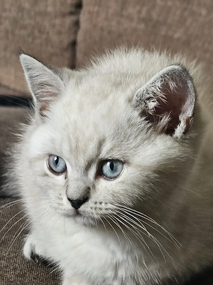 Wunderschöne BKH Kitten (Britisch Kurzhaar)